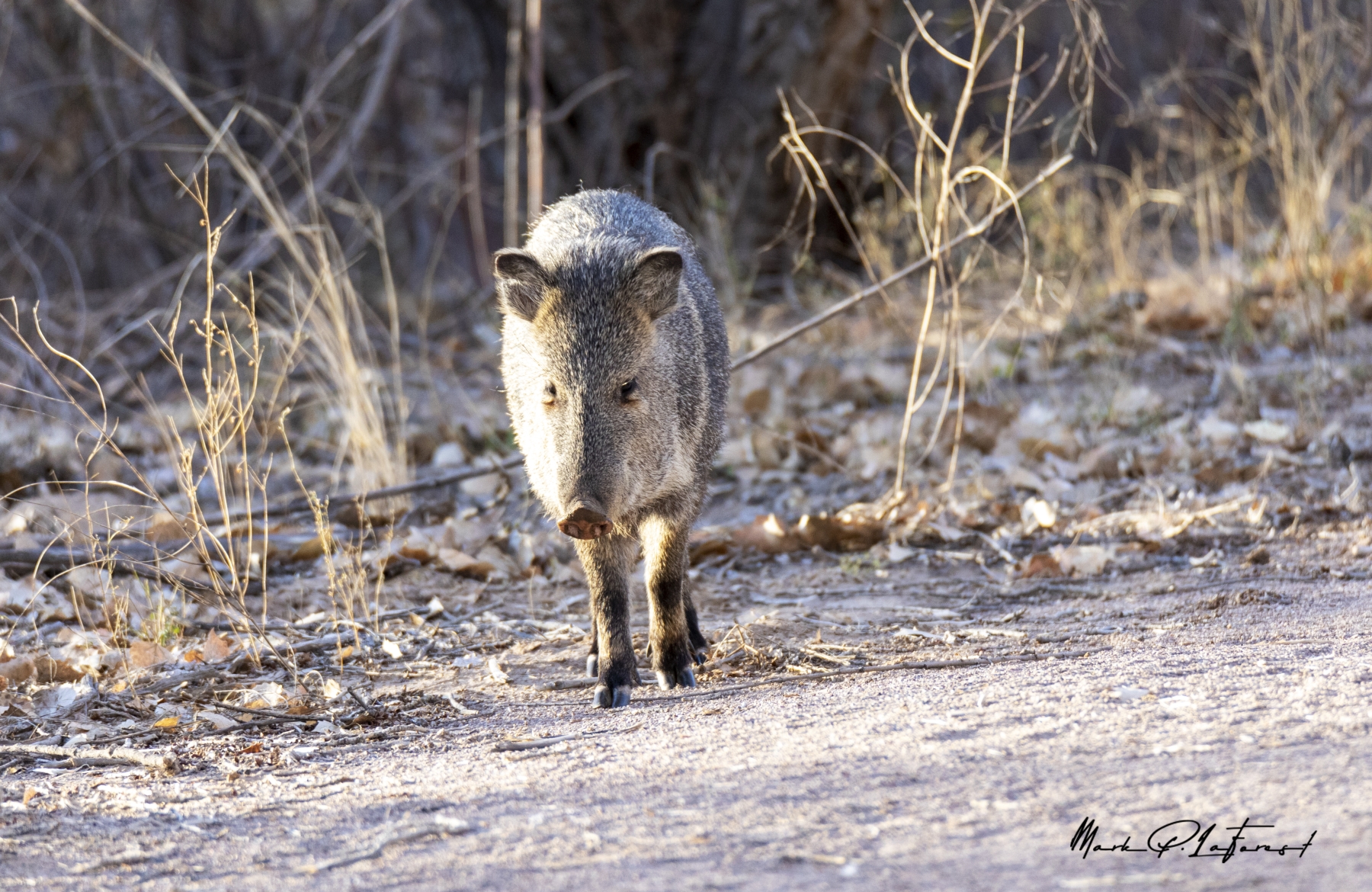 /gallery/north_america/USA/NM/bosque del apache/Javelina Bosque New Mexico Dec 2021-025_med.jpg